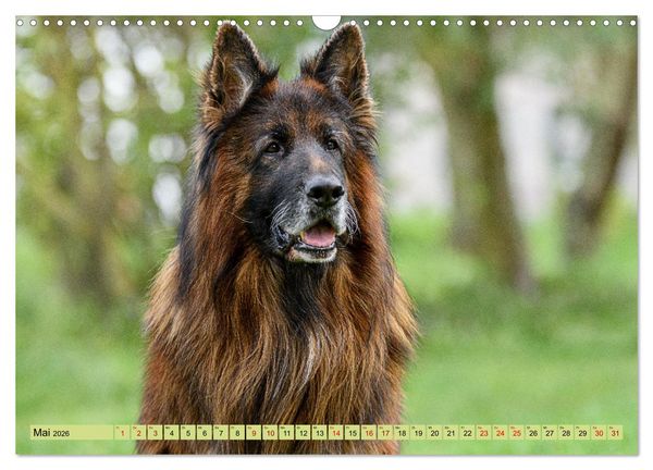 Produktbild: Altdeutsche Sch&auml;ferhunde - Traumhafte Sch&auml;ferhunde Langstockhaar (Wandkalender 2026 DIN A3 quer), CALVENDO Monatskalender