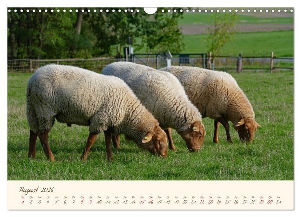 Produktbild: Coburger Fuchsschaf (Wandkalender 2026 DIN A3 quer), CALVENDO Monatskalender