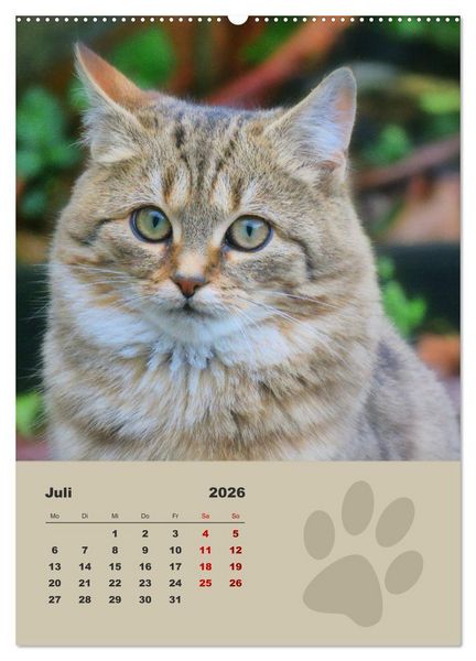 Produktbild: Wilde T&auml;tzchen, kleine wilde Katzen entdecken die Welt (Wandkalender 2026 DIN A2 hoch), CALVENDO Monatskalender