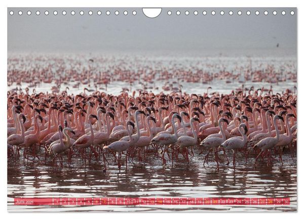 Produktbild: Flamingos am Lake Bogoria - Kenia (Wandkalender 2026 DIN A4 quer), CALVENDO Monatskalender