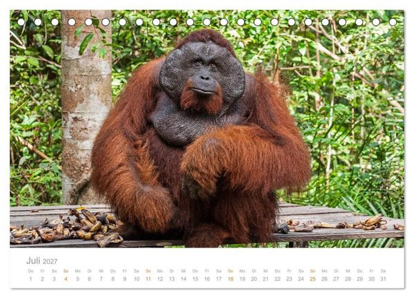 Produktbild: Orang-Utans Menschenaffen auf Borneo (Tischkalender 2027 DIN A5 quer), CALVENDO Monatskalender