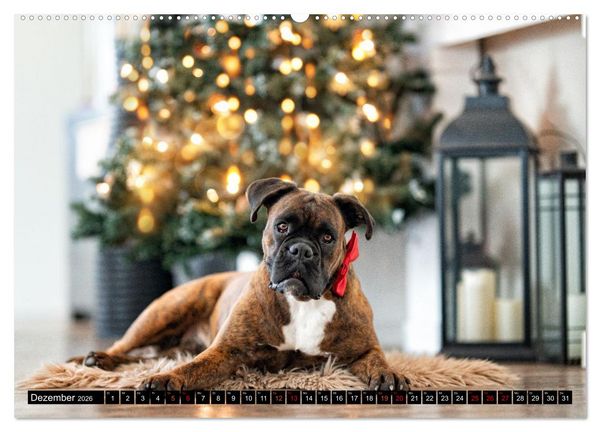 Produktbild: K&auml;the - ein Boxer mit Charme (hochwertiger Premium Wandkalender 2026 DIN A2 quer), Kunstdruck in Hochglanz