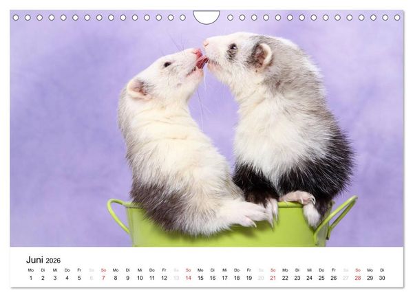 Produktbild: Frettchen - Ferrets (Wandkalender 2026 DIN A4 quer), CALVENDO Monatskalender