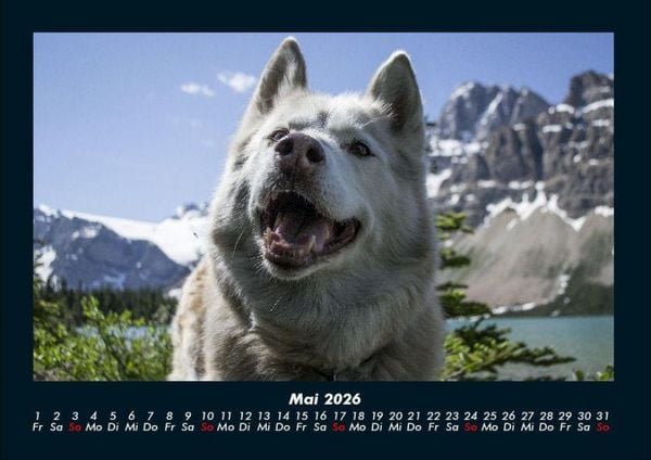 Produktbild: Hunde 2026 Fotokalender DIN A4