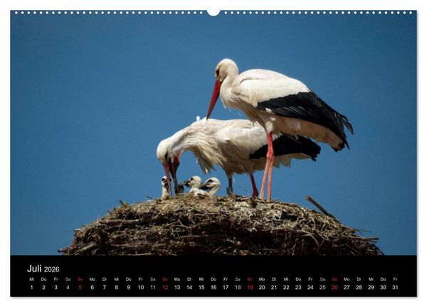 Produktbild: Ein Jahr bei den St&ouml;rchen (Wandkalender 2026 DIN A2 quer), CALVENDO Monatskalender