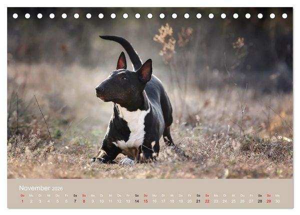 Produktbild: Bullterrier - charmante Herzensbrecher (Tischkalender 2026 DIN A5 quer), CALVENDO Monatskalender