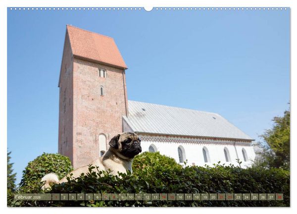 Produktbild: Sylt - Insel der M&ouml;pse (hochwertiger Premium Wandkalender 2026 DIN A2 quer), Kunstdruck in Hochglanz
