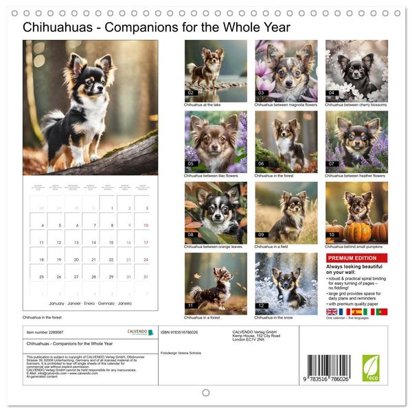 Produktbild: Chihuahuas - Companions for the Whole Year (Wall Calendar 2027 12 &times; 12 Inch) CALVENDO 12 Month Wall Calendar