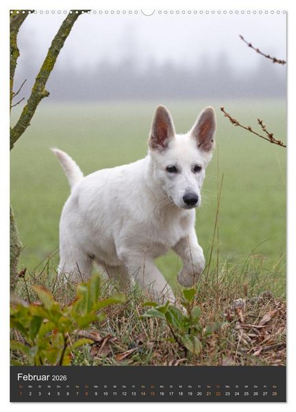 Produktbild: Berger Blanc Suisse - Freunde auf 4 Pfoten (Wandkalender 2026 DIN A2 hoch), CALVENDO Monatskalender