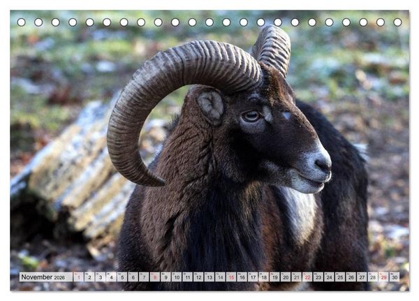 Produktbild: Wildtiere. Heimische Sch&ouml;nheiten (Tischkalender 2026 DIN A5 quer), CALVENDO Monatskalender