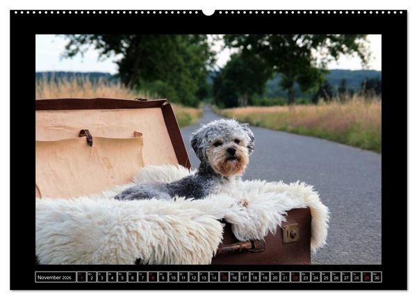 Produktbild: Bolonka 2026 (hochwertiger Premium Wandkalender 2026 DIN A2 quer), Kunstdruck in Hochglanz