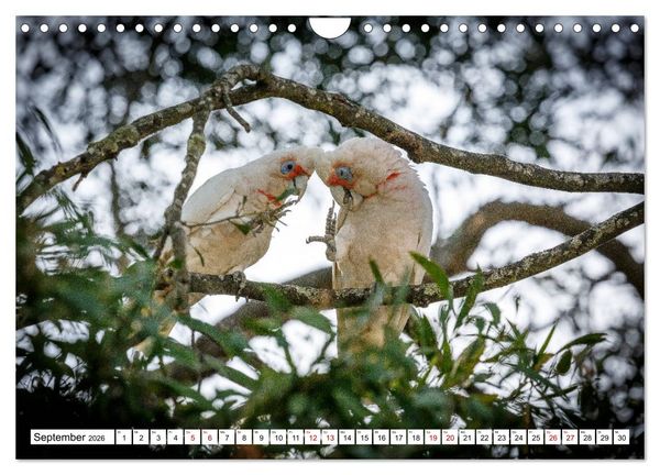 Produktbild: Wildlife Australien (Wandkalender 2026 DIN A4 quer), CALVENDO Monatskalender