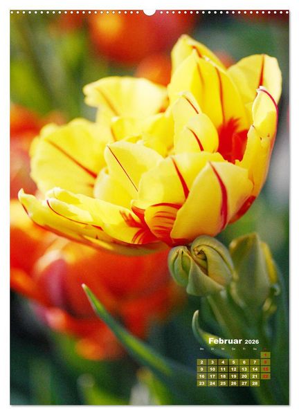 Produktbild: Ein buntes Tulpenjahr (Wandkalender 2026 DIN A2 hoch), CALVENDO Monatskalender