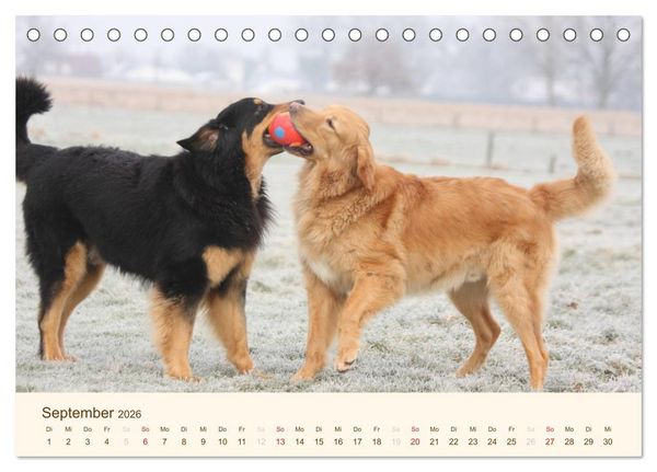 Produktbild: Hovawarte - einmal anders (Tischkalender 2026 DIN A5 quer), CALVENDO Monatskalender