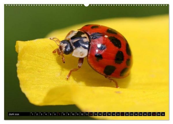 Produktbild: Insekten &bull; Bizarre Naturwunder (Wandkalender 2026 DIN A2 quer), CALVENDO Monatskalender