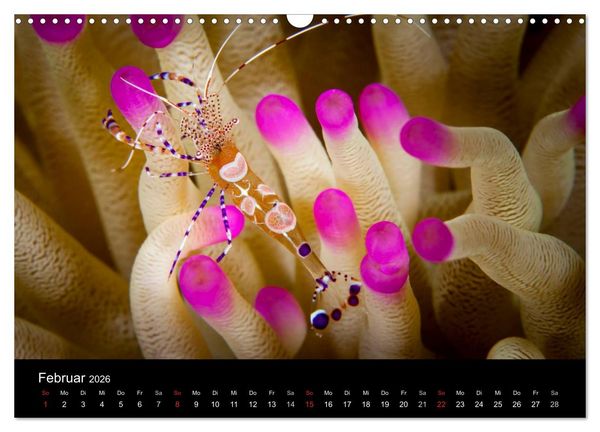 Produktbild: Abgetaucht - an den K&uuml;sten vor Cura&ccedil;ao (Wandkalender 2026 DIN A3 quer), CALVENDO Monatskalender