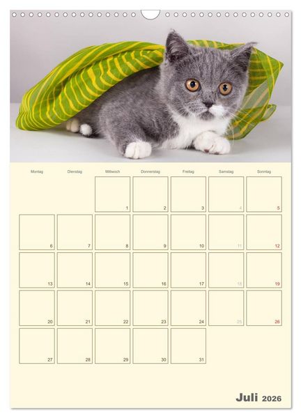 Produktbild: Britisch Kurzhaar Katzen - Planer (Wandkalender 2026 DIN A3 hoch), CALVENDO Monatskalender