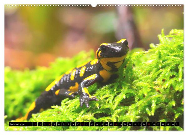 Produktbild: Im Revier der Salamander (hochwertiger Premium Wandkalender 2026 DIN A2 quer), Kunstdruck in Hochglanz
