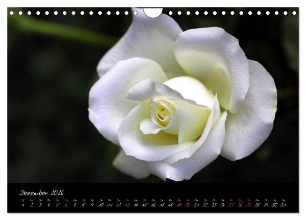 Produktbild: Rosen Romanze - Visuelle Musik (Wandkalender 2026 DIN A4 quer), CALVENDO Monatskalender
