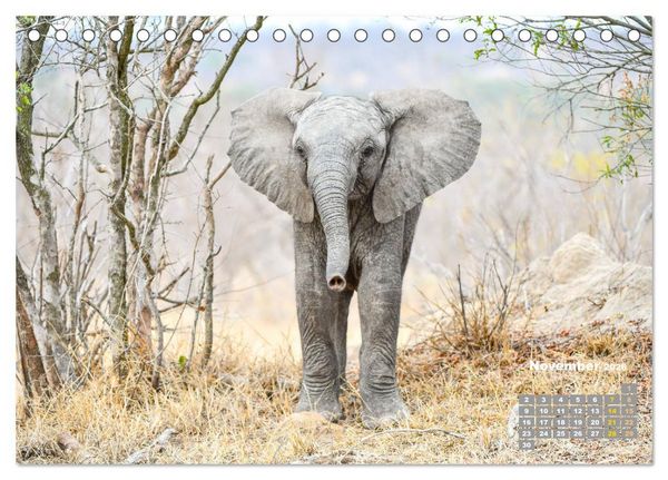 Produktbild: Babyelefanten (Tischkalender 2026 DIN A5 quer), CALVENDO Monatskalender