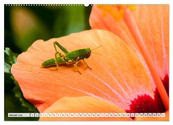 Produktbild: INSEKTEN GANZ NAHE (hochwertiger Premium Wandkalender 2026 DIN A2 quer), Kunstdruck in Hochglanz