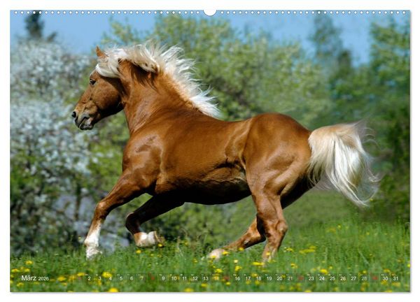 Produktbild: Haflinger Sch&ouml;nheiten (hochwertiger Premium Wandkalender 2026 DIN A2 quer), Kunstdruck in Hochglanz