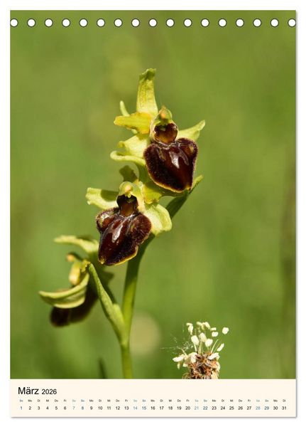 Produktbild: Einheimische Orchideen (Tischkalender 2026 DIN A5 hoch), CALVENDO Monatskalender