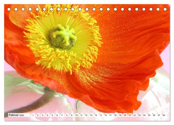 Produktbild: Prachtvolle Mohnbl&uuml;ten (Tischkalender 2026 DIN A5 quer), CALVENDO Monatskalender