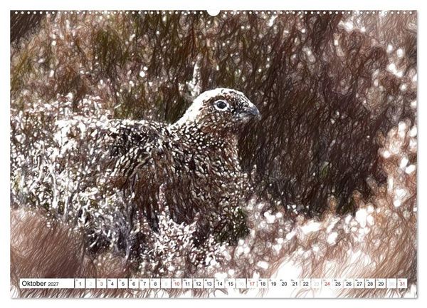 Produktbild: Schottlands Vogelwelt - Ein Portr&auml;t in Zeichnungen (hochwertiger Premium Wandkalender 2027 DIN A2 quer), Kunstdruck in Hochglanz