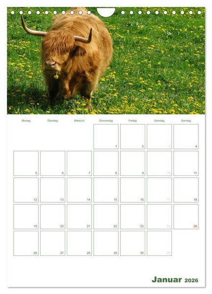 Produktbild: Kuhle K&uuml;he 2026 (Wandkalender 2026 DIN A4 hoch), CALVENDO Monatskalender