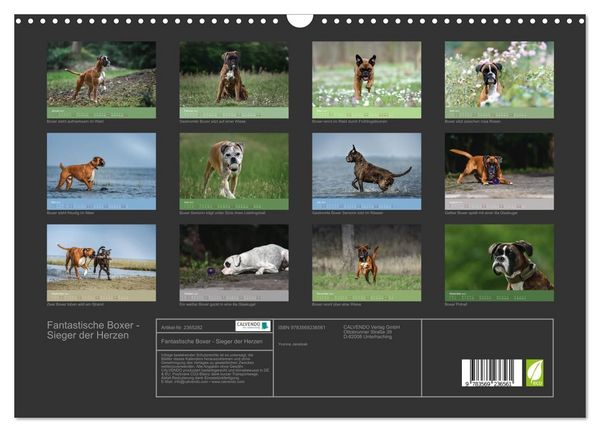 Produktbild: Fantastische Boxer - Sieger der Herzen (Wandkalender 2027 DIN A3 quer), CALVENDO Monatskalender