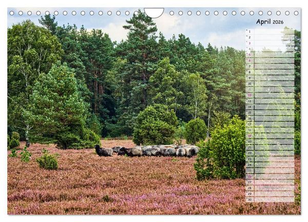 Produktbild: Heidespaziergang (Wandkalender 2026 DIN A4 quer), CALVENDO Monatskalender