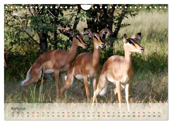 Produktbild: Afrikas sch&ouml;ne Tierwelt (Wandkalender 2026 DIN A4 quer), CALVENDO Monatskalender