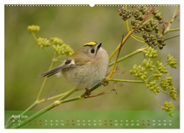 Produktbild: Wilde Vogelwelt Helgoland (hochwertiger Premium Wandkalender 2026 DIN A2 quer), Kunstdruck in Hochglanz