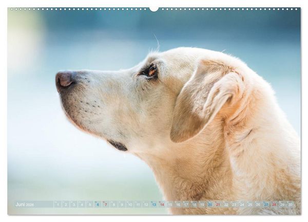 Produktbild: Faszination Labrador - gelb, foxred, schwarz (Wandkalender 2026 DIN A2 quer), CALVENDO Monatskalender