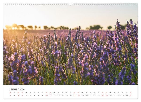 Produktbild: Lavendel - Die violette Wunderblume (hochwertiger Premium Wandkalender 2026 DIN A2 quer), Kunstdruck in Hochglanz