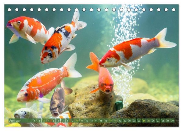 Produktbild: Koi: Juwelen im Teich (Tischkalender 2027 DIN A5 quer), CALVENDO Monatskalender