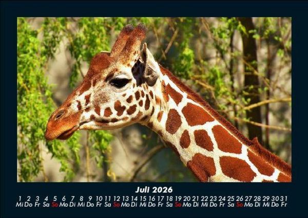Produktbild: Giraffen 2026 Fotokalender DIN A5