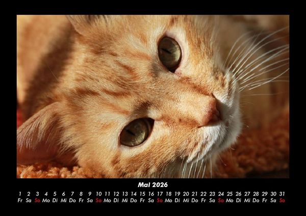 Produktbild: F&uuml;r Katzenfreunde 2026 Fotokalender DIN A3