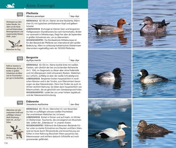 Produktbild: Kosmos Vogelf&uuml;hrer f&uuml;r unterwegs