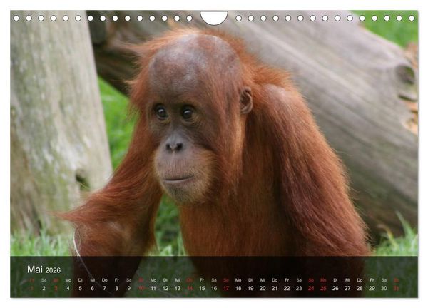 Produktbild: Menschenaffen. Gorillas, Schimpansen, Orang-Utans (Wandkalender 2026 DIN A4 quer), CALVENDO Monatskalender