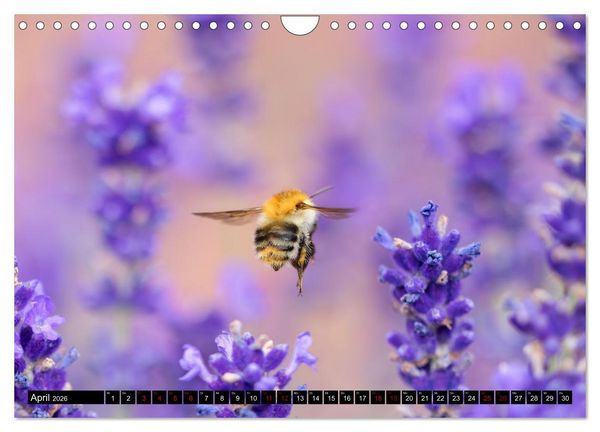 Produktbild: Hummeln - Flugaufnahmen eines faszinierenden Insekts (Wandkalender 2026 DIN A4 quer), CALVENDO Monatskalender