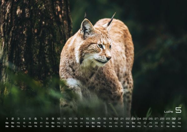Produktbild: Waldtiere - Heimische Waldbewohner - Der Tierkalender - 2027 - Kalender DIN A2