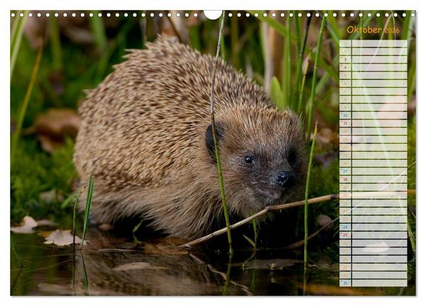 Produktbild: Tiere des Waldes (Wandkalender 2026 DIN A3 quer), CALVENDO Monatskalender