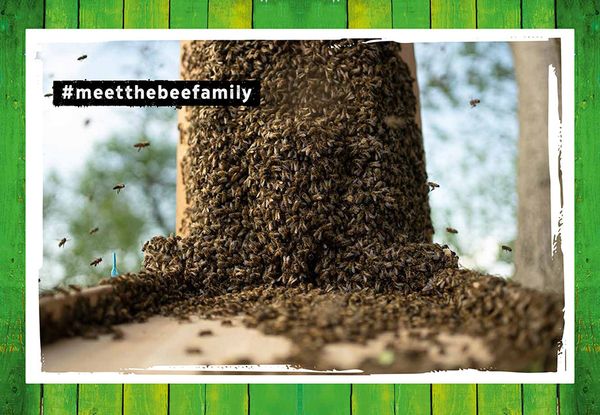 #meetthebeefamily