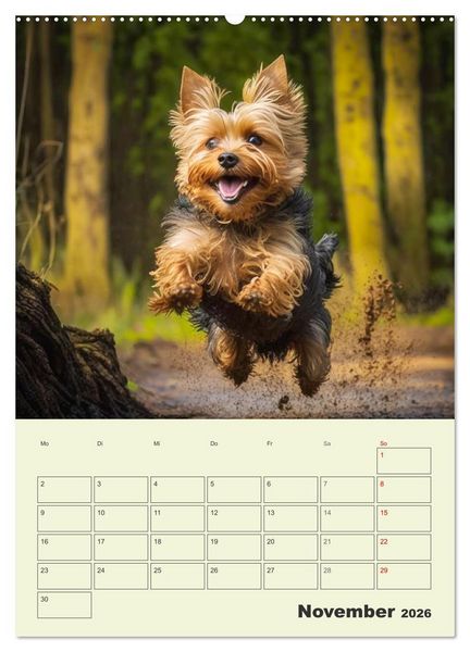 Produktbild: Yorkshire Terrier. Fr&ouml;hliche Energieb&uuml;ndel in Aktion (Wandkalender 2026 DIN A2 hoch), CALVENDO Monatskalender