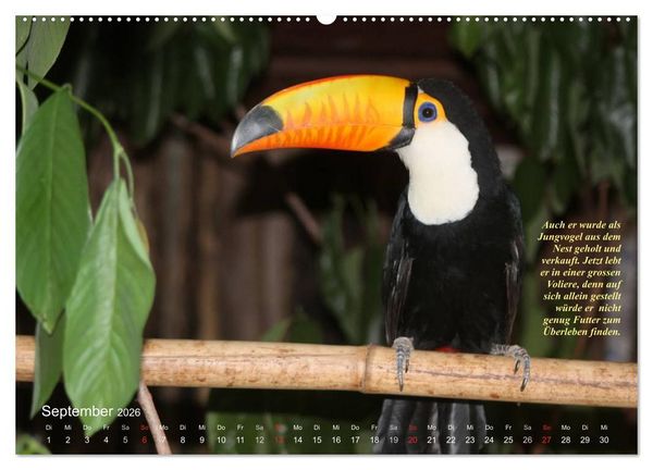 Produktbild: Blaustirnamazonen - Papageien in Paraguay (Wandkalender 2026 DIN A2 quer), CALVENDO Monatskalender