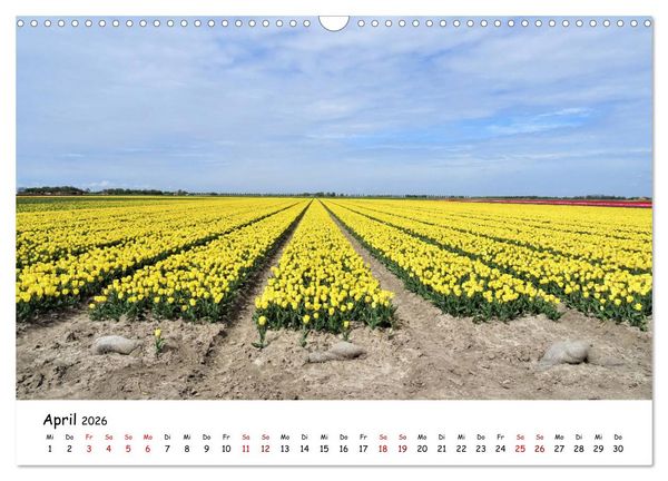 Produktbild: Tulpenbl&uuml;te in Flevoland 2026 (Wandkalender 2026 DIN A3 quer), CALVENDO Monatskalender