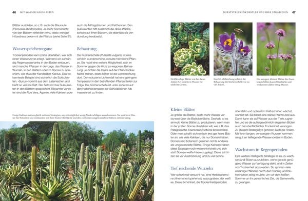 Produktbild: Robuste Sch&ouml;nheiten f&uuml;r den Garten