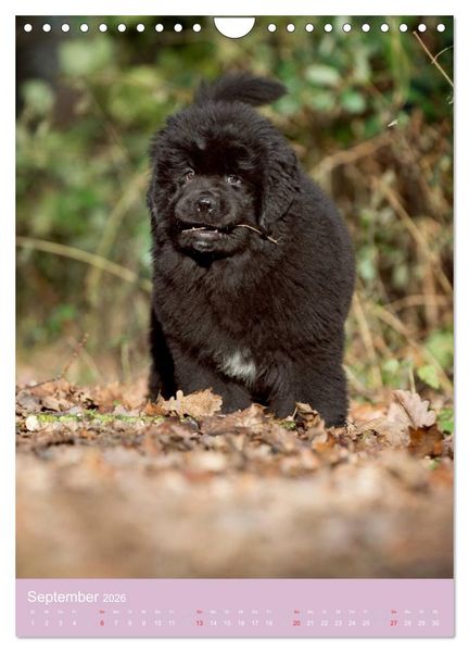 Produktbild: Tierkinder Hunde und Katzen (Wandkalender 2026 DIN A4 hoch), CALVENDO Monatskalender